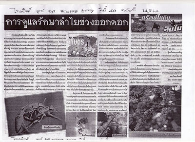 thainews2