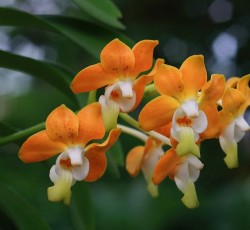 แวนด้าสามปอย แวนด้าสามปอย