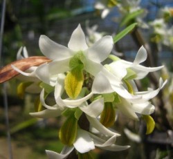 เอื้องแซะหอม