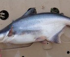 Mekong Giant Catfish Maejo75
