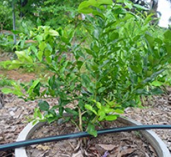 มะกรูดยักษ์